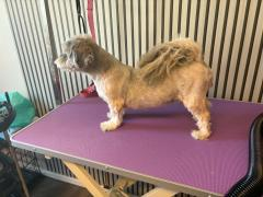 Halvveis i klippen – før og etter på samme hund