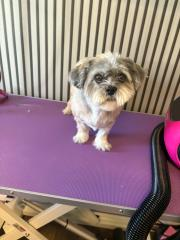Etter: samme shih tzu ferdig klippet og stelt
