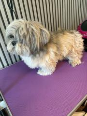 Før: shih tzu med lang, lurvete pels på stellebordet