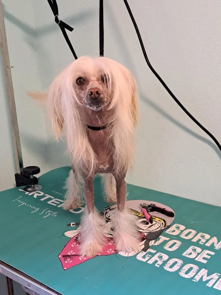 Etter: chinese crested ferdig stylet