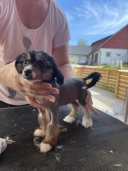 Etter: nyklippet hund i sola